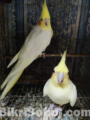 Cockatiel Pakhi